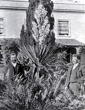 Yucca plant at Rossiter's Nursery, Radford in 1909. Rossiters started their nursery around 1907 and closed in the 1940s